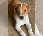 Small Australian Shepherd Mix