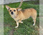 Small Chihuahua