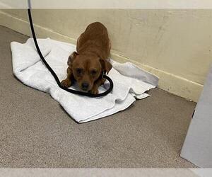 Chihuahua Dogs for adoption in Pasadena, CA, USA