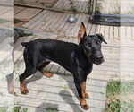 Small Doberman Pinscher