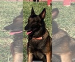 Small Photo #8 Belgian Malinois Puppy For Sale in PALMHURST, TX, USA