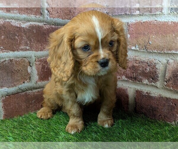 Medium Photo #6 Cavalier King Charles Spaniel Puppy For Sale in MOBERLY, MO, USA