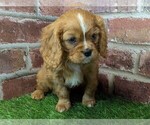 Small #5 Cavalier King Charles Spaniel