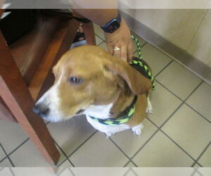 Beagle Dogs for adoption in Ocala, FL, USA