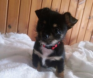Malchi Puppy for sale in WOBURN, MA, USA