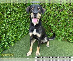 Great Dane-Rottweiler Mix Dogs for adoption in West Palm Beach, FL, USA