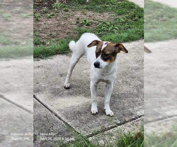 Medium Photo #1 Mutt Puppy For Sale in San Antonio, TX, USA