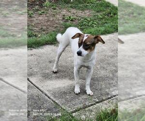 Mutt Dogs for adoption in San Antonio, TX, USA