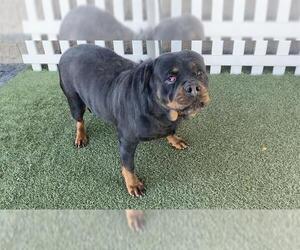 Rottweiler Dogs for adoption in Modesto, CA, USA