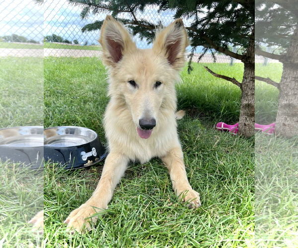 Medium Photo #4 Collie-Unknown Mix Puppy For Sale in Estherville, IA, USA