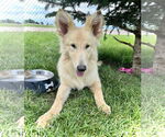 Small #3 Collie Mix