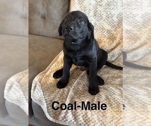 Labrador Retriever Puppy for Sale in OVID, Michigan USA