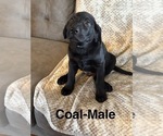 Image preview for Ad Listing. Nickname: Litter of 8
