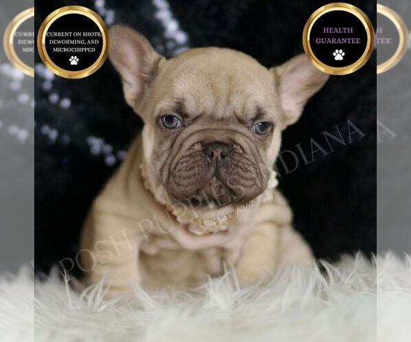 Medium Photo #1 French Bulldog Puppy For Sale in WARSAW, IN, USA