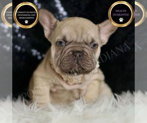 French Bulldog Puppy for sale in WARSAW, IN, USA