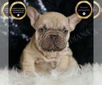 Small French Bulldog