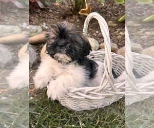 Shih Tzu Puppy for sale in MIDDLEBURY, IN, USA