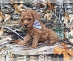 Small #4 Cavapoo (Miniature)