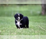 Small Photo #3 Australian Shepherd Puppy For Sale in NEWTON FALLS, OH, USA