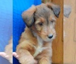 Puppy Coco Collie-Poodle (Miniature) Mix