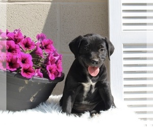 Dalmatian-English Cream Golden Retriever Mix Puppy for sale in FREDERICKSBURG, OH, USA