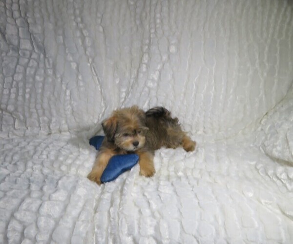 Medium Photo #4 Shorkie Tzu Puppy For Sale in COOKEVILLE, TN, USA