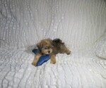 Small #3 Shorkie Tzu