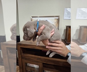Weimaraner Puppy for sale in WEST KAYSVILLE, UT, USA