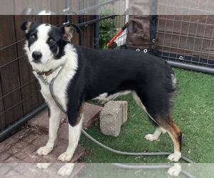 Border Collie Dogs for adoption in Highland, IL, USA