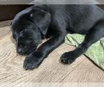 Small #1 Labrador Retriever