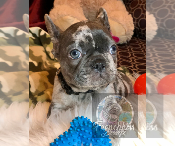 Medium Photo #24 French Bulldog Puppy For Sale in BUCKS BAR, CA, USA