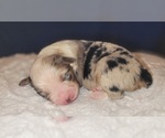 Puppy Puppy 2 Australian Shepherd