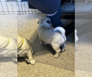 Pug Puppy for sale in HUBER HEIGHTS, OH, USA
