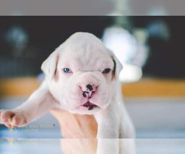 Medium Photo #2 Boxer Puppy For Sale in VICTORIA, TX, USA