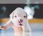 Small #1 Boxer