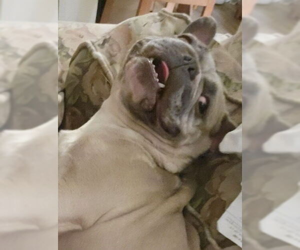 Medium Photo #2 French Bulldog-Unknown Mix Puppy For Sale in San Ramon, CA, USA