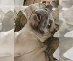 Small #1 French Bulldog Mix