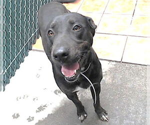 Labrador Retriever Dogs for adoption in Downey, CA, USA