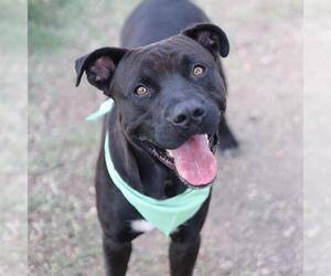 American Staffordshire Terrier-Unknown Mix Dogs for adoption in San Antonio, TX, USA