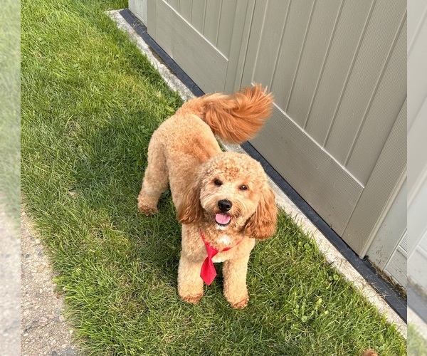 Medium Photo #1 Cavapoo Puppy For Sale in BERKLEY, MI, USA