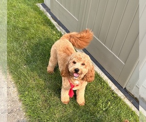 Father of the Cavapoo puppies born on 05/24/2025