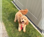 Small Photo #1 Cavapoo Puppy For Sale in BERKLEY, MI, USA