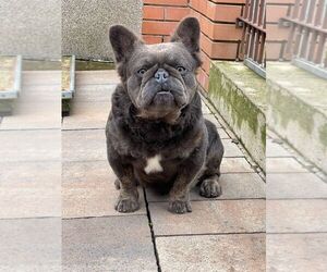 French Bulldog Puppy for sale in LAKE MARY, FL, USA