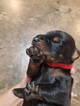 Small Photo #3 Doberman Pinscher Puppy For Sale in HIGH SPRINGS, FL, USA