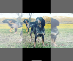 Mother of the Bluetick Coonhound puppies born on 12/19/2019