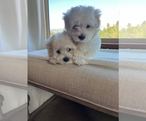Maltese Puppy for sale in LONGVIEW, WA, USA