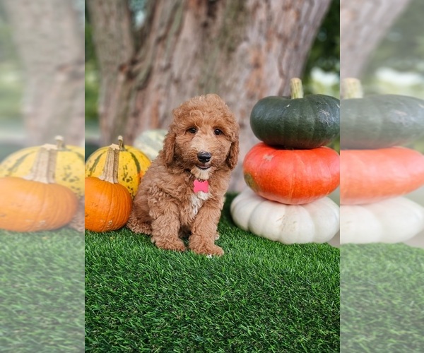 Medium Photo #2 Poodle (Miniature) Puppy For Sale in INDIANAPOLIS, IN, USA