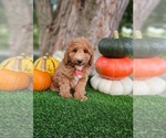 Small #1 Poodle (Miniature)