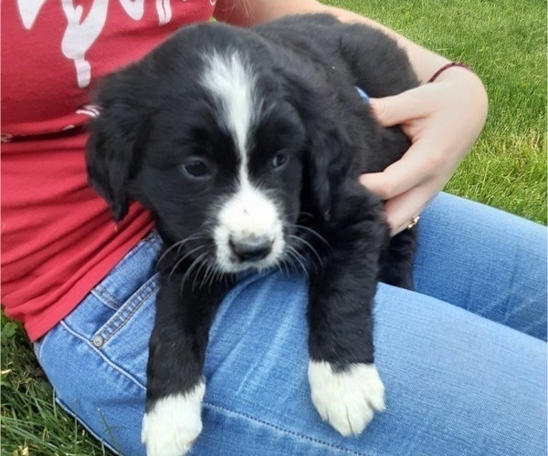 Medium Photo #2 Bernese Mountain Dog-Goldendoodle Mix Puppy For Sale in LEETONIA, OH, USA