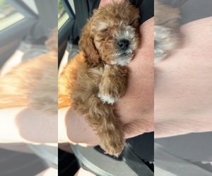 Cavapoo Puppy for sale in MANSFIELD, TX, USA